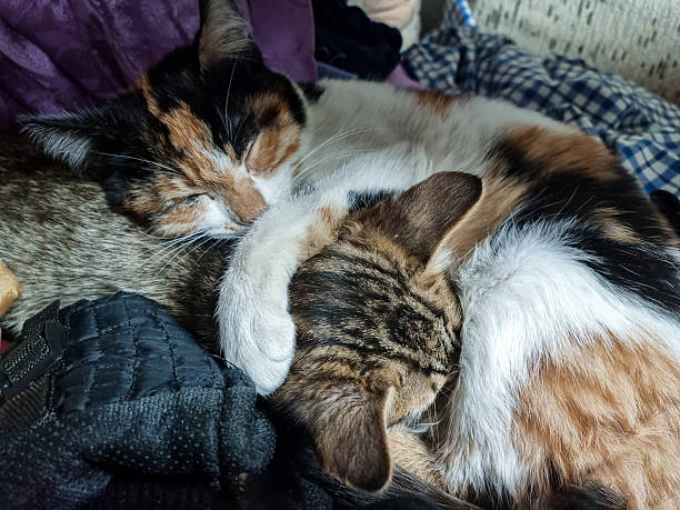 Close-up photos of cats cuddling. Cats showing affection for each other. Cat friendship. Affection, compassion. A gray and a yellow cat sleeping side by side. A yellow cat kissing a gray cat. Cats stroking each other. Cats playing with each other. Animal rights. Animal lovers.