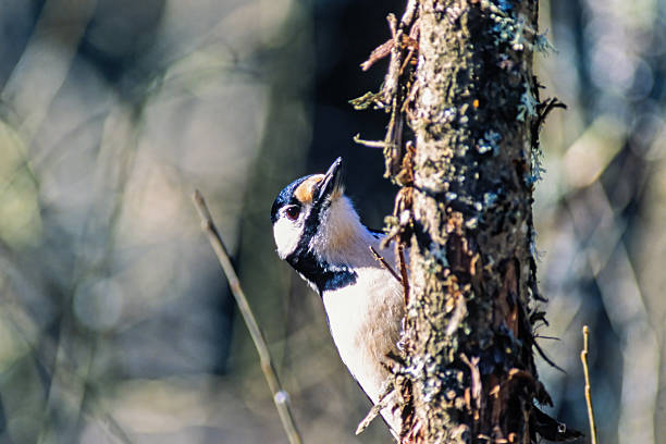 Close up at a Great spotted woodpecker on a tree trunk in a forest