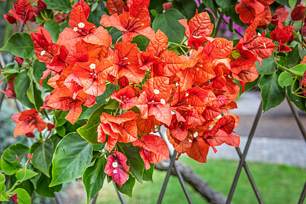 Bougainvillea flowers (Bougainvillea spectabilis), a popular ornamental plant in subtropical parks due to its vibrant and colorful bracts, photographed in Parque García Sanabria in Santa Cruz on the Spanish island of Tenerife.