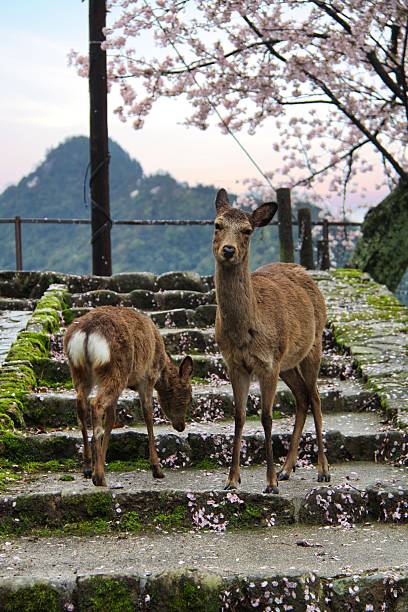 istock Itsukushima (Miyajima), Japan, 07/04/2016 Description: Sika deer pair on mossy stone stairs under cherry blossoms in Miyajima 2254872482