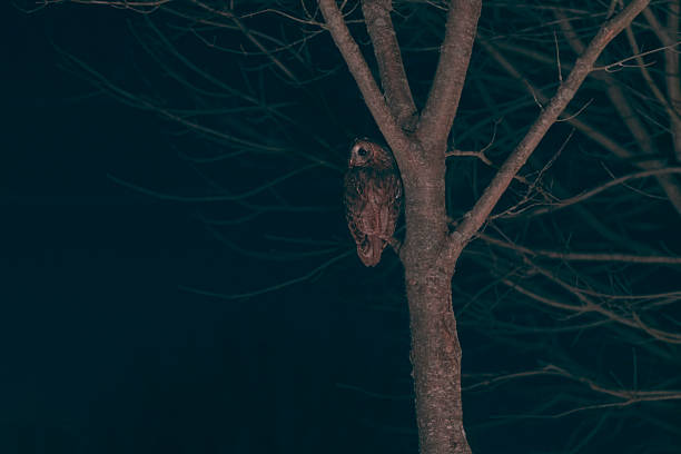 An owl perched on a tree branch at midnight