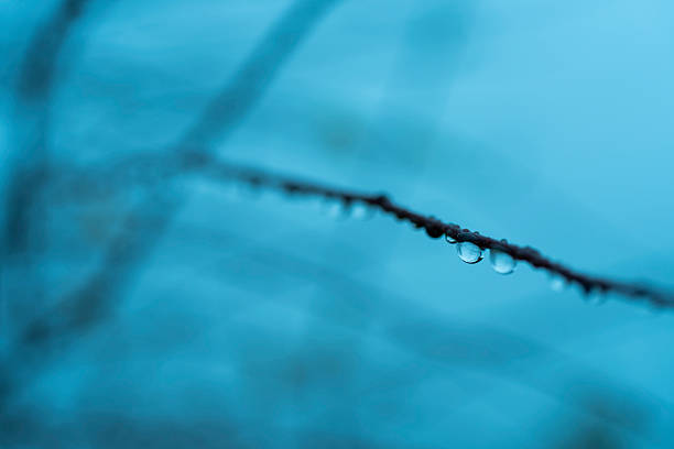 Water droplets collected on a tree branch after the rain, nature background