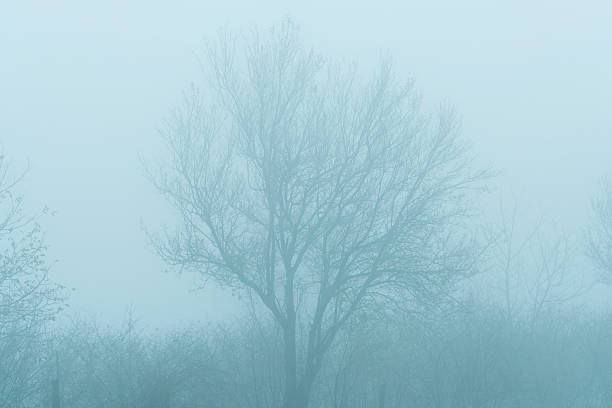 Misty Mountain Landscape