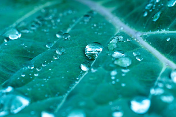 Water drops on green leaf, purity nature background