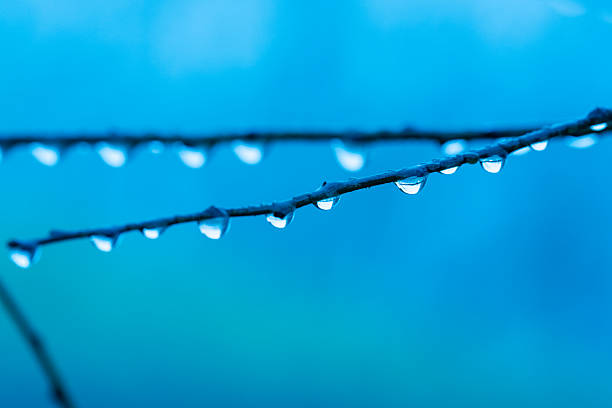 Water droplets collected on a tree branch after the rain, nature background