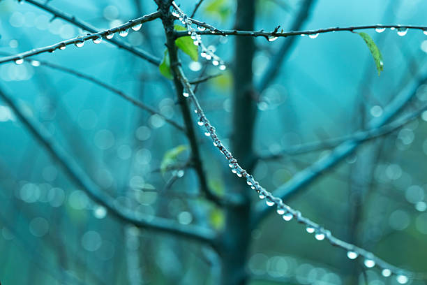 Water droplets collected on a tree branch after the rain, nature background
