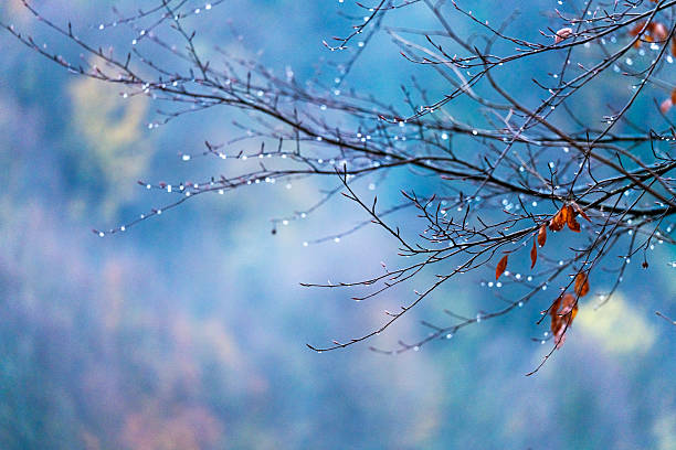 Water droplets collected on a tree branch after the rain, nature background