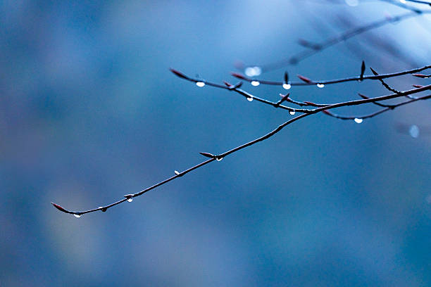 Water droplets collected on a tree branch after the rain, nature background