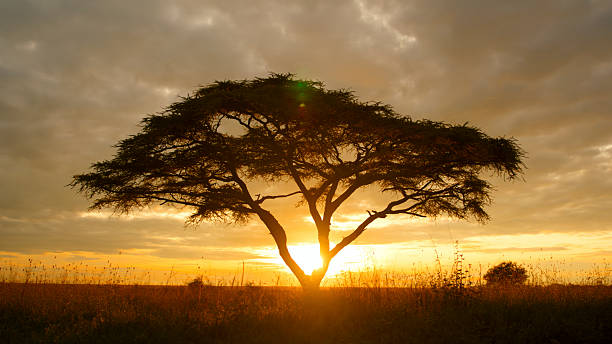 Acacia tree silhouetted against a vibrant sunset in Serengeti National Park. The sky is filled with golden hues, creating a tranquil and picturesque scene in the African wilderness