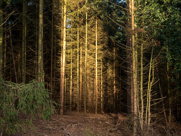 Dense pine forest interior with tall straight trunks, golden sunlight shafts piercing through canopy onto mossy brown forest floor.