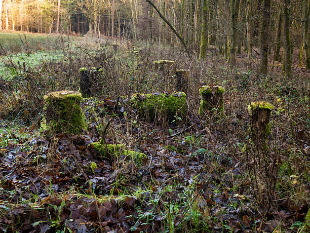 istock Moss-covered tree stumps scattered in autumn forest clearing with golden sunlight filtering through distant trees and meadow grass. 2254875560