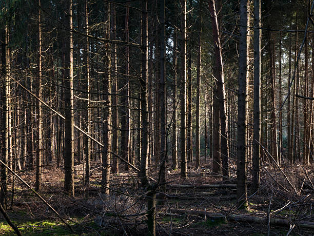 Dense pine forest interior with tall straight trunks, golden sunlight shafts piercing through canopy onto mossy brown forest floor.