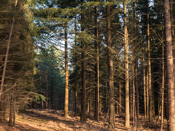Tall spruce trees bathed in golden sunlight within dense forest, brown leaf-strewn ground creating warm woodland atmosphere.