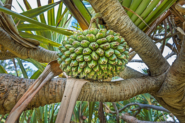 The fruit of a screw pine (Pandanus utilis), a popular ornamental species in subtropical parks known for its unusual growth form and striking appearance, photographed in Parque La Granja in Santa Cruz on the Spanish island of Tenerife.
