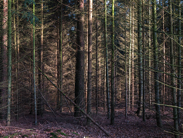 Dense pine forest interior with tall straight trunks, golden sunlight shafts piercing through canopy onto mossy brown forest floor.