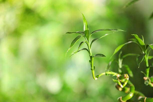 Close-up of green plant buds surrounded by lush green leaves, showcasing nature's growth and vitality