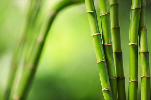 PNG, Concept of plant - bamboo, isolated on white background