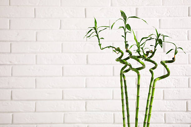 Decorative green bamboo stems near white brick wall, space for text