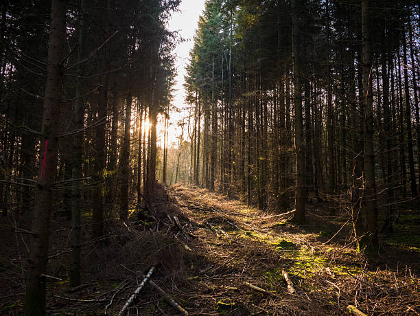 Forest path lined with tall spruce trees, golden sunbeams piercing canopy onto mossy ground with branches and leaves.