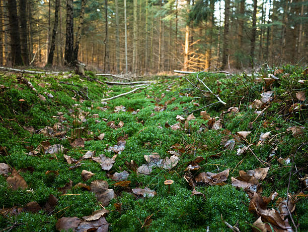 Lush green moss carpet with scattered orange autumn leaves and thin branches in sunlit forest gully or clearing.