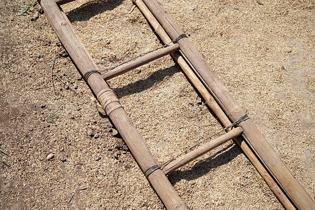 traditional old handmade natural bamboo ladder resting on Sandy ground covered with rice husks , wood chips and mulch in a rural agricultural setting area.