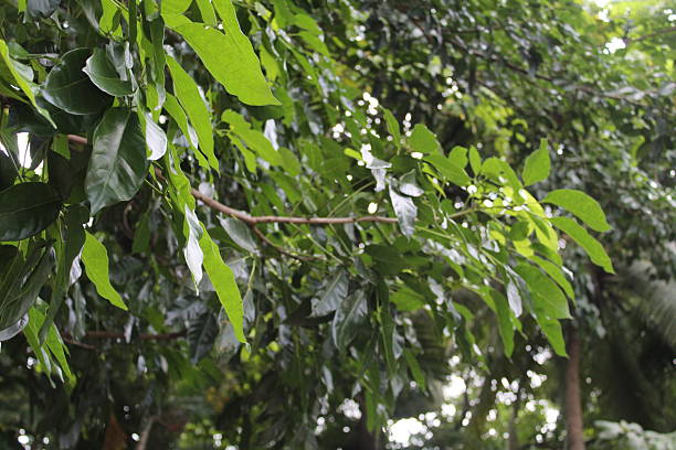 istock Green tree leaves in the early moning 2254878086