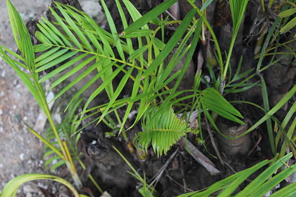 Green tree leaves in the early moning