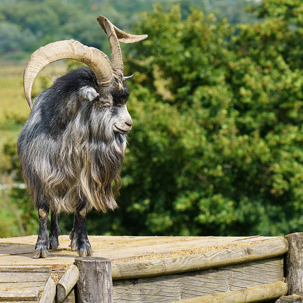 Stunning heritage breed goat [Capra hircus] with magnificent curved horns displaying confidence on weathered wooden construction against lush green natural background, perfect for agricultural and rural lifestyle themes.