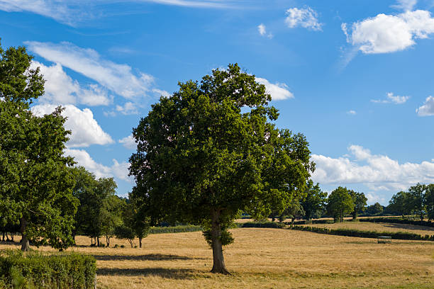 A large oak tree stands alone in a dry, golden field bordered by hedges and scattered greenery under a vivid blue sky with scattered clouds. The open landscape conveys a sense of calm and spaciousness in the countryside.