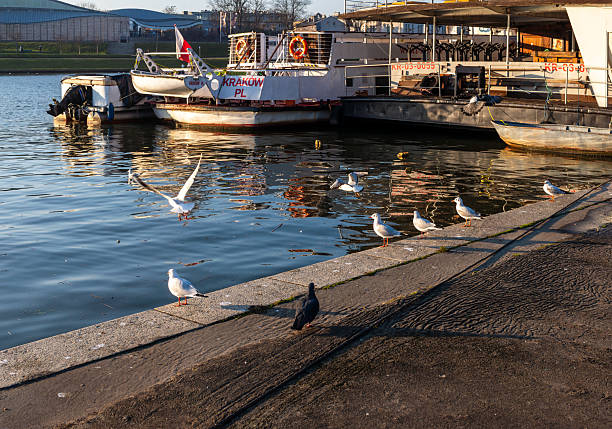 Krakow, Poland – December 13, 2025: Seagulls fly and rest along the river edge beside moored boats on the Vistula River, with reflections on calm water and industrial river infrastructure visible in the winter sunlight.