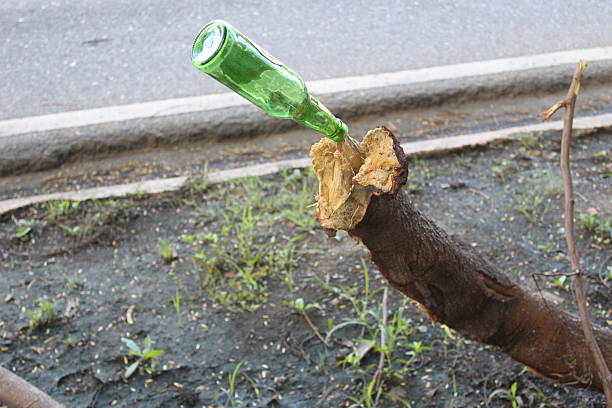 Close-up of a green bottle on a tree trunk
