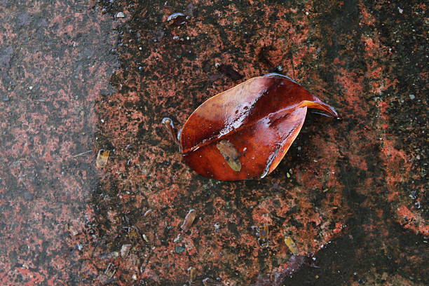 Close-up of fallen tree leaves in the morning
