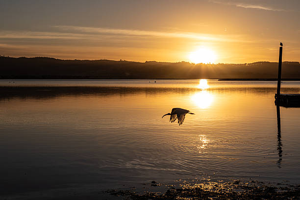 A lone bird soars gracefully across the foreground of a tranquil lagoon at sunset. The calm water reflects the soft colors of the sky, creating a peaceful and serene atmosphere.