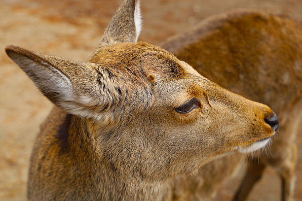 istock A cute deer at Nara Park, Japan. 2254881530