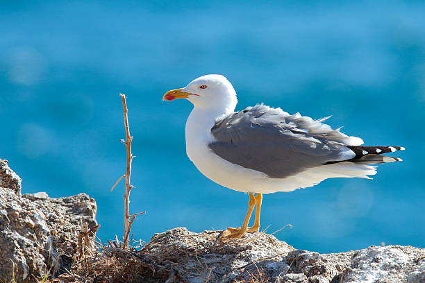 Seabird colonies nesting on rugged coastal rocks along the Pacific Northwest shoreline. The scene highlights the dynamic wildlife of the region, with numerous birds perched and flying above the ocean waves, capturing the essence of nature and marine ecosystems.