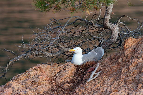 Yellow-legged gull (Larus michahellis) in a coastal and marine environment, incubating in its nest