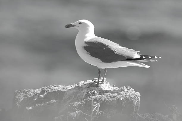 close up of seagull