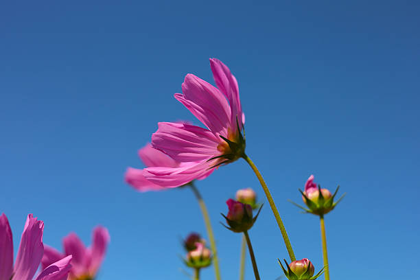 butterfly on flower