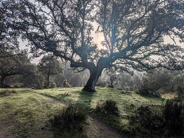 Sunlight breaking through branches of a large, old oak tree, casting long shadows over a frosty, misty field during dawn