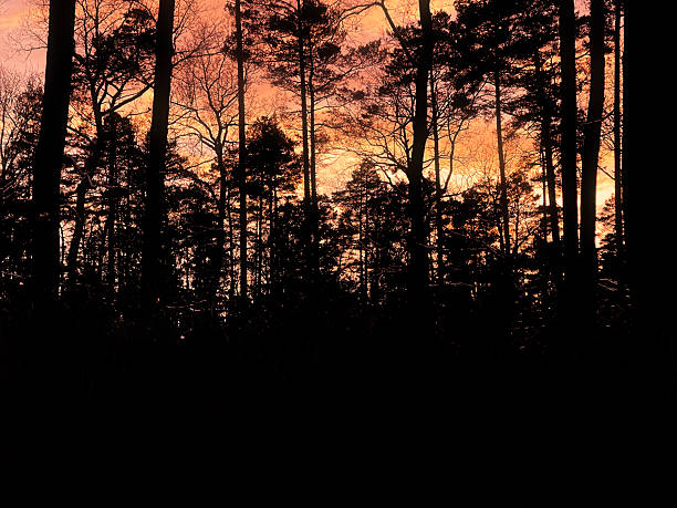 istock Dark Forest Silhouette at Fiery Red Sunset Sky 2254882947