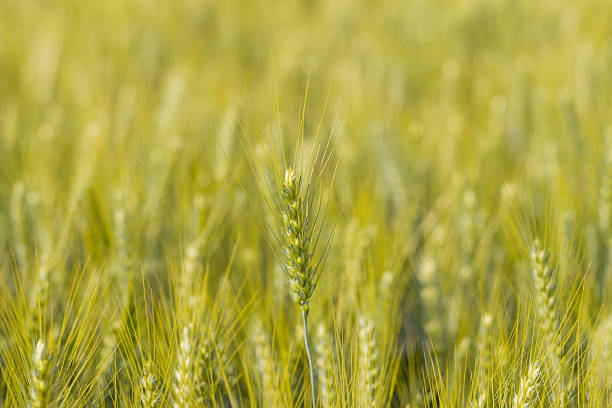 A single green barley ear rises above a softly blurred field, surrounded by sunlit yellow and green tones in a rural landscape.