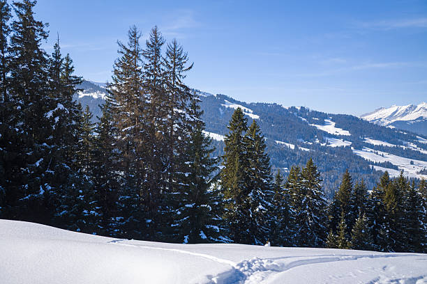 Tall fir trees dusted with fresh snow stand against a backdrop of rolling alpine hills and distant peaks near Megeve. Bright winter sunlight and clear blue sky create a crisp, invigorating atmosphere.