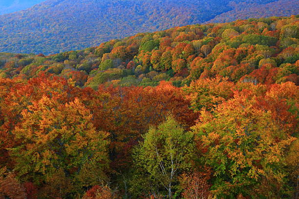 istock Autumn leaves scenery 2254891037