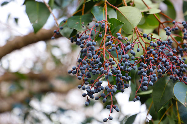 Ligustrum lucidum fruits on tree