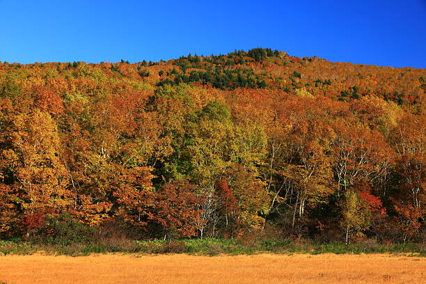 istock Autumn leaves scenery 2254891492