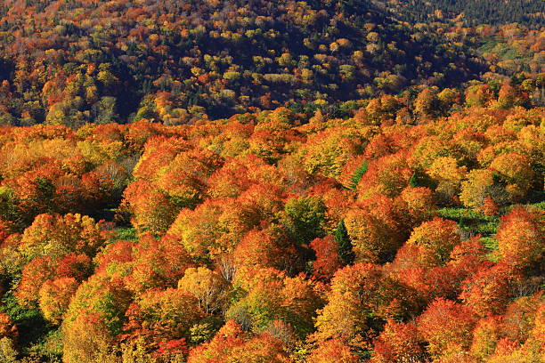 Autumn leaves scenery