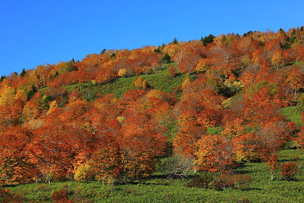 istock Autumn leaves scenery 2254891751