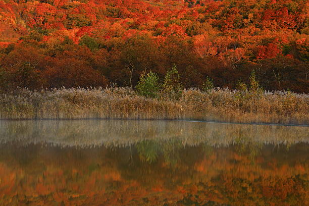 Autumn leaves scenery