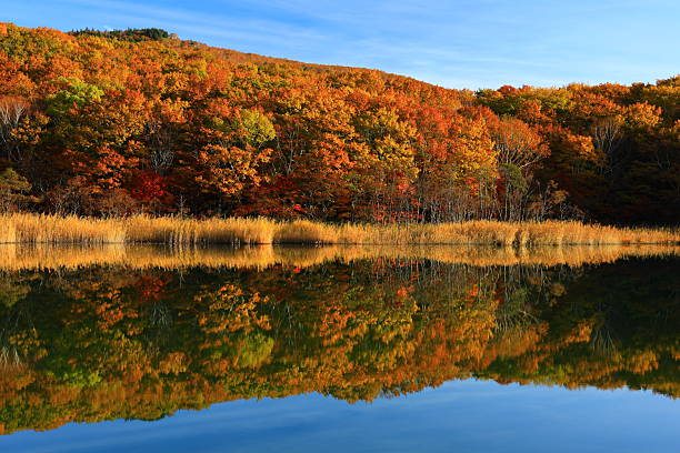 istock Autumn leaves scenery 2254892481