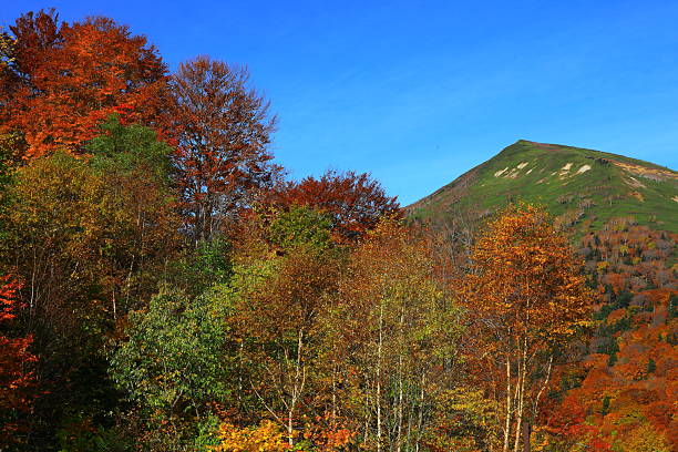 Autumn leaves scenery